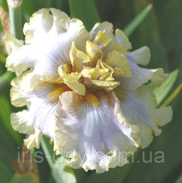 Ірис Mary Contrary Мері Контрарі (Kerr 2013) (сажники), фото 1