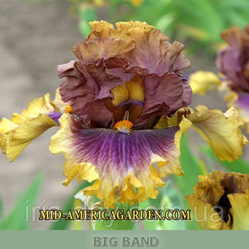 Ірис Big Band Біг Бренд (Black 2016) (сажани), фото 1