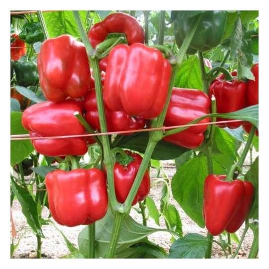 Насіння кубовидного перцю червоного Драгоні F1 500 сем. Enza Zaden, фото 1
