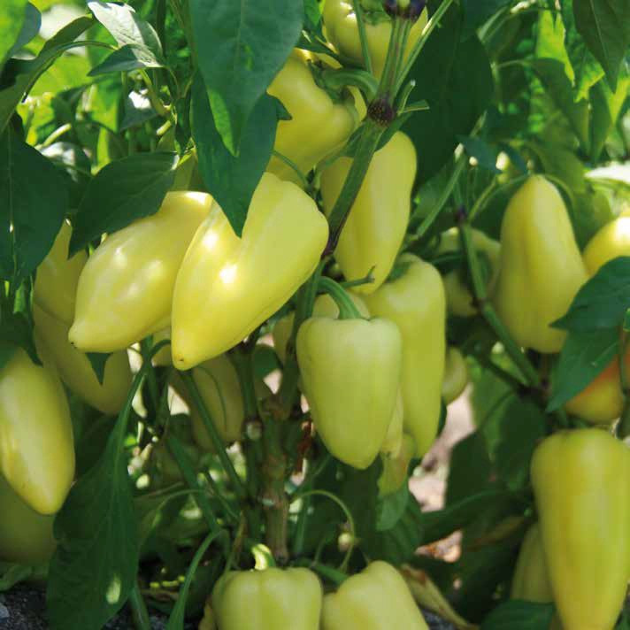 Насіння перцю конусовидного Лотта F1 500 сем. Enza Zaden, фото 1