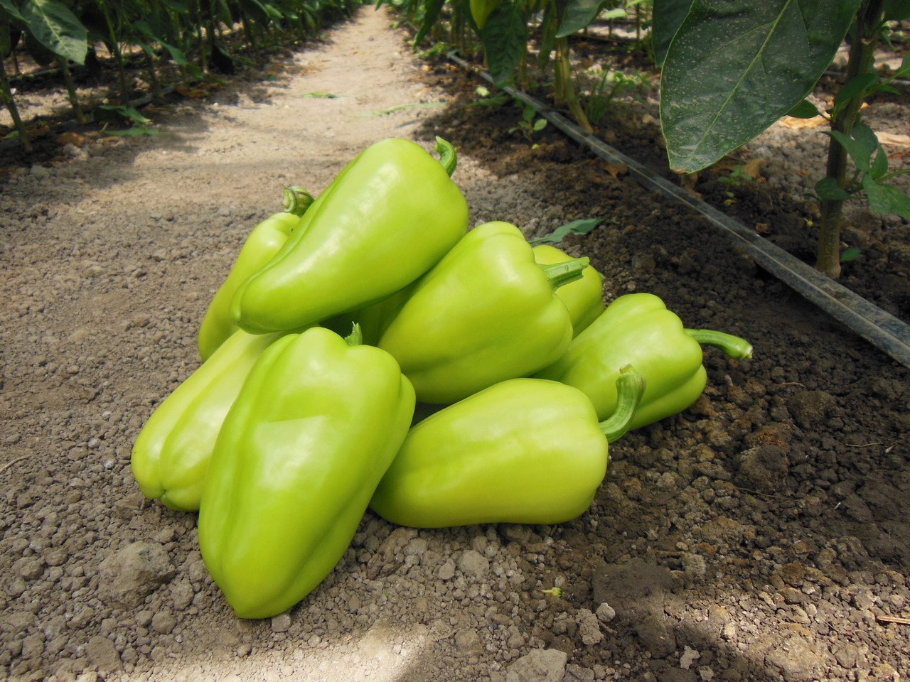 Насіння перцю конусовидного Іветта F1 500 сем. Enza Zaden, фото 1