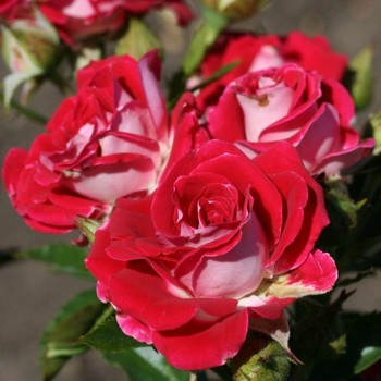 Троянди мілкоцвіткова Рубі Стар (Ruby Star), саджанці