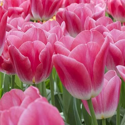 Тюльпан 2 шт тріумф Dynasty (цибулини 12+), фото 1