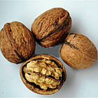 Саджанці Волоського горіха Піщанський (2 річний) - середньо-осінній термін, тонкокорий, великоплідний, фото 2