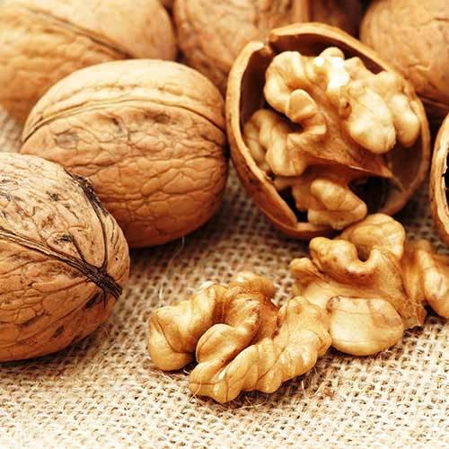 Саджанці Волоського горіха Рудковський (2-річний) - середнього терміну, урожайний, морозостійкий, фото 1