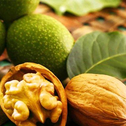 Саджанці Волоського горіха Скіноський (1 річний) - середнього терміну, великоплідний, зимостійкий, фото 1