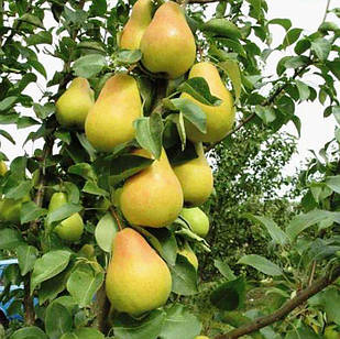 Саджанці Груші Колоновидної Декора (Деликор) - пізньо-літнього терміну, урожайна, солодка