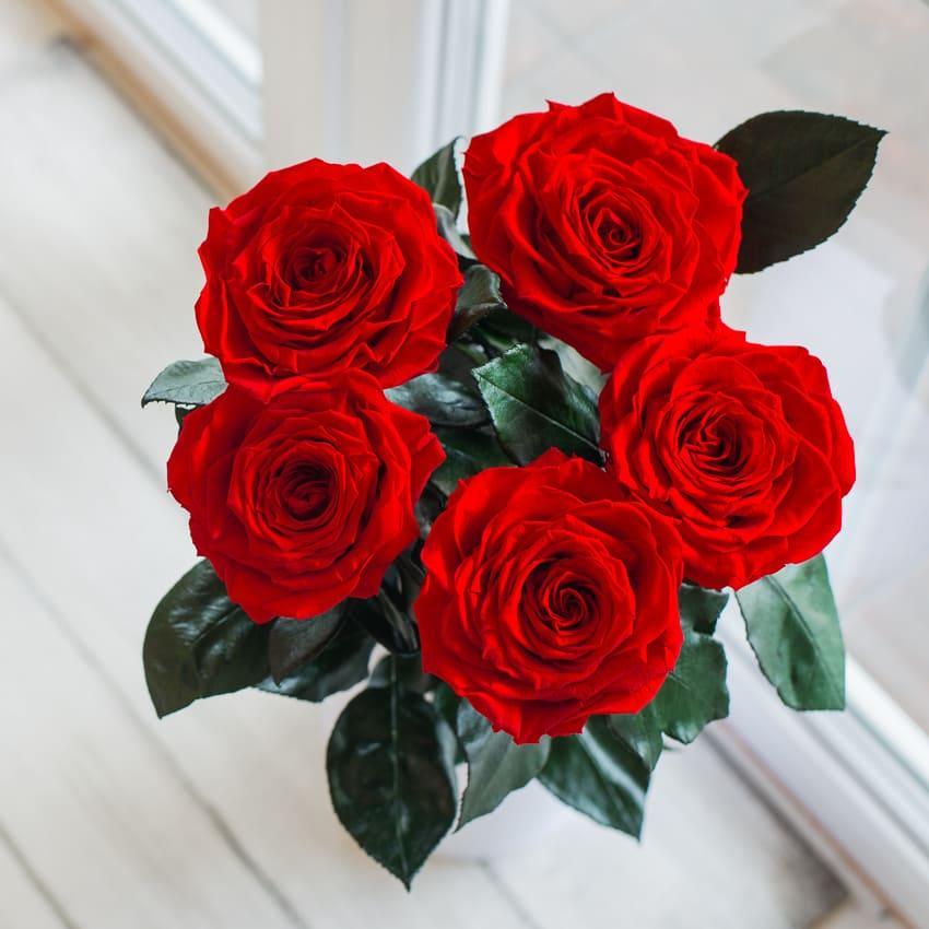 Стабілізована довгосвіжа троянда без коробки Букет із 5 троянд Lerosh — Premium, 60 см, Червоний