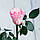 Стабілізована троянда в колбі Lerosh — Mini 27 см, Рожевий, фото 3