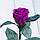 Стабілізована троянда в колбі Lerosh — Mini 27 см, Фіолетовий, фото 3