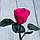 Стабілізована троянда в колбі Lerosh — Mini 27 см, Яскраво-рожевий, фото 3