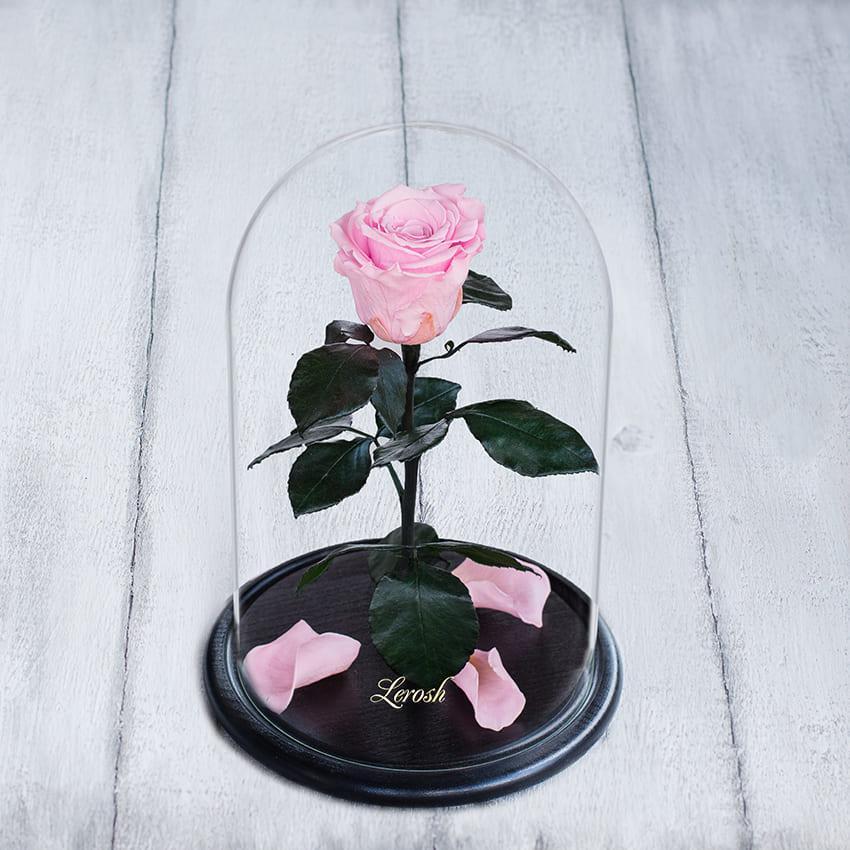 Стабілізована троянда в колбі Lerosh — Standart 33 см, Рожевий