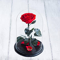 Стабілізована троянда в колбі Lerosh — Lux 33 см, Червоний -11cм бутон