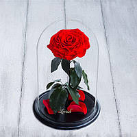 Стабілізована троянда в колбі Lerosh — Lux 33 см, розкритий Червоний