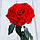 Стабілізована троянда в колбі Lerosh — Lux 33 см, розкритий Червоний, фото 3