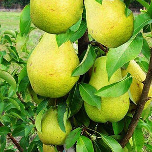 Саджанці Груші колоновидної Санремі - осінньо-пізнього термін, великоплідна, морозостійка