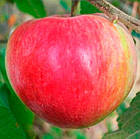 Саджанці Яблуні Делікатес - осіння, зимостійка, невибаглива, фото 2