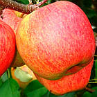 Саджанці Яблуні Зорі Ред - літня, крупноплідна, врожайна, фото 2