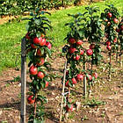 Саджанці Яблуні Джин (КВ-5) - колоновидна, зимова, зимостійка, фото 2