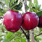 Саджанці Яблуні Ред Джонапринц - зимова, крупноплідна, зимостійка, фото 2