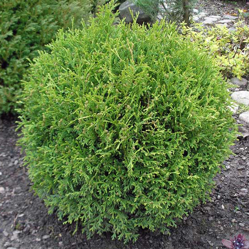 Туя західна Літл Джем (Thuja occidentalis Little Gem) а-25-35 см у контейнері С3 л