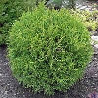 Туя западная Литл Джем (Thuja occidentalis Little Gem) а- 25-35 см в контейнере С3 л