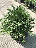 Туя західна Літл Джем (Thuja occidentalis Little Gem) а-25-35 см у контейнері С3 л, фото 3