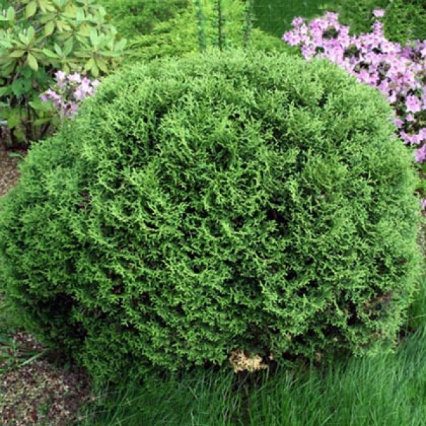 Туя західна Хосері (Thuja occidentalis Hoseri) а-20-30 см у контейнері С3 л