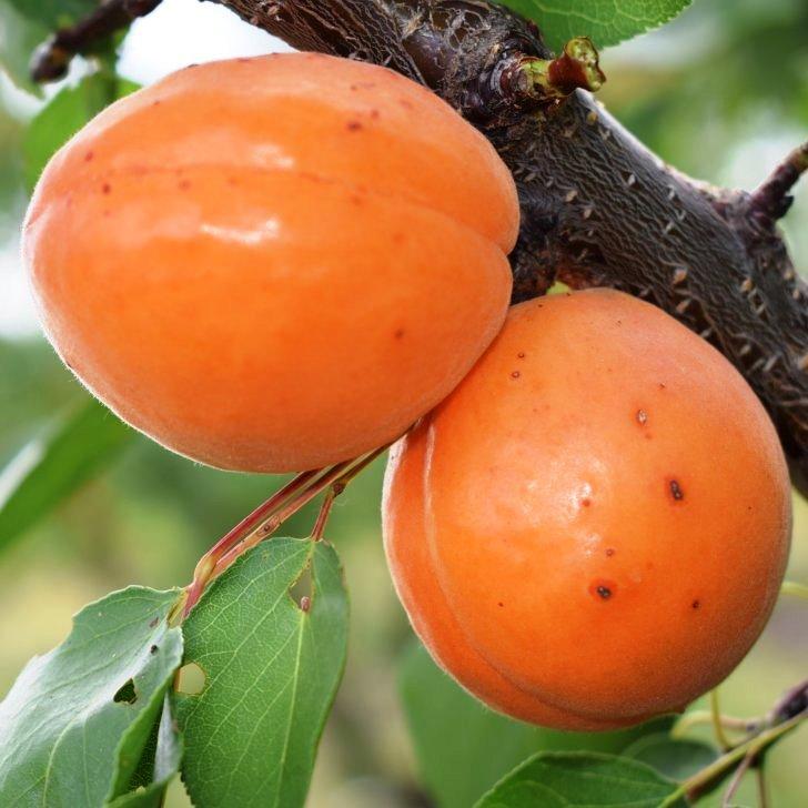 Саджанці Абрикоса Оранж Ред (Red Orange) - середній, солодкий, зимостійкий
