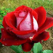 Троянди чайно-гібридна Люксор, фото 2