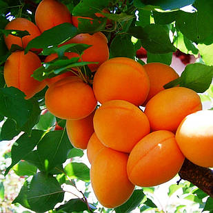 Саджанці Абрикоса Поліський крупноплідний - середній, зимостійкий, невибагливий