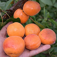 Саженцы абрикоса Оранж Ред (Orange Red) - среднего срока, сладкий, транспортабельный, зимостойкий