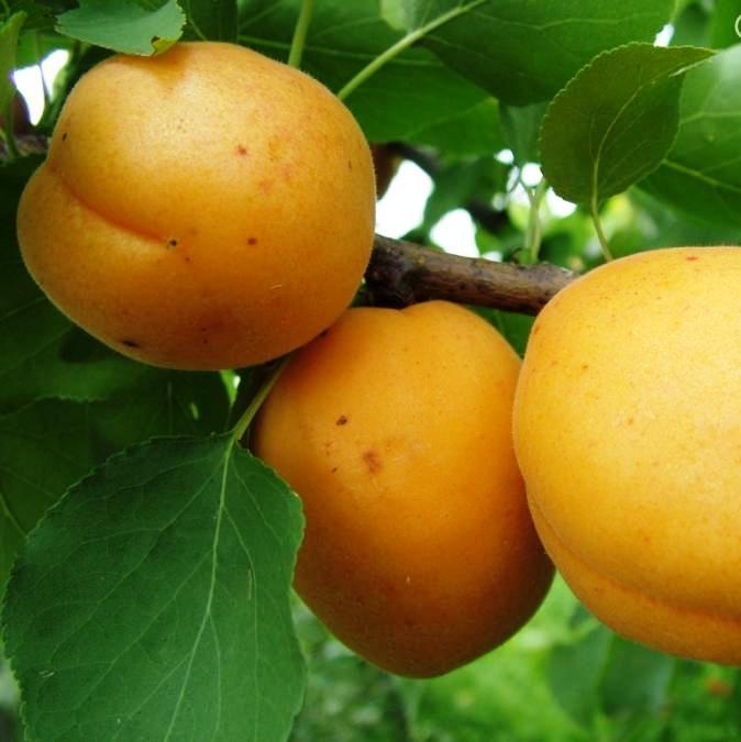 Саджанці Абрикоса Сирена - пізній, солодкий, зимостійкий