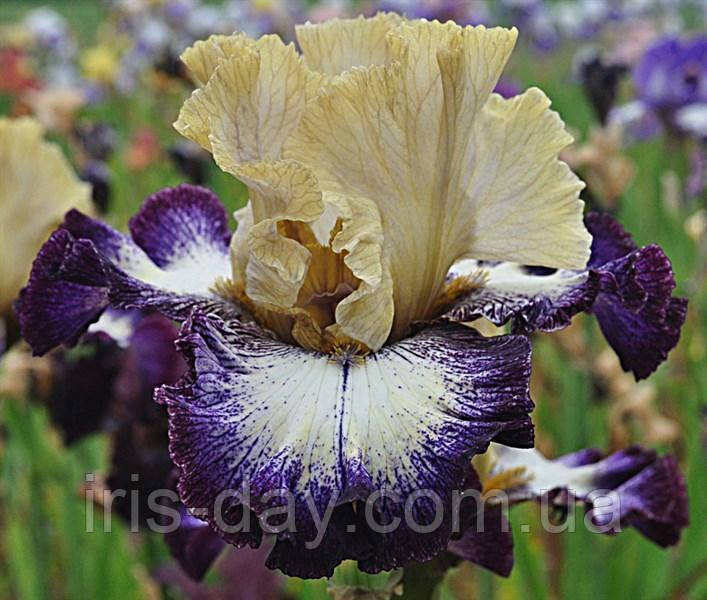 Ірис Margin Call Марджин Кол (Keppel 2016) (сажінки), фото 1