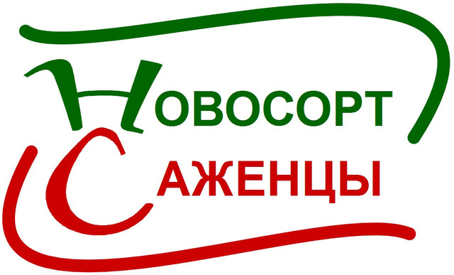 novosort-sazhentsy.com.ua