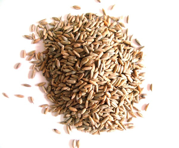 Насіння Жито озима, фото 1