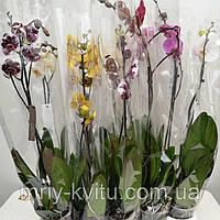 Орхидея 1 12/75-85 см