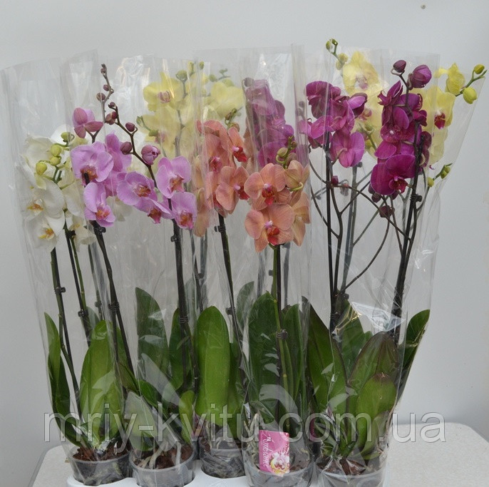 Вазон Орхидея 1 12/75-85 см - фото 4 - id-p1024216576