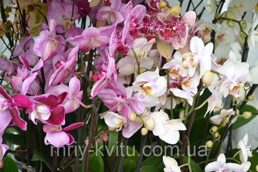 Вазон Орхидея 1 12/75-85 см - фото 5 - id-p1024216576