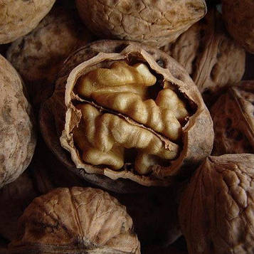 Саджанці Волоського горіха Рудковський (3-річний) - середнього терміну, урожайний, морозостійкий