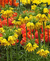 Фритиллярия