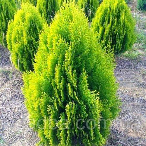 Туя східна Нана Ауреа (горщик 0,5л), фото 1