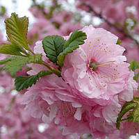 Сакура Розенмунд (Prunus triloba 'Rosenmund')