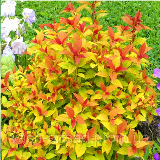 Спирея японская Голдфлейм (Spiraea japonica 'Goldflame'): продажа, цена ...