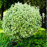 Дерен білий Елегантисима (Cornus alba Elegantissima), фото 3