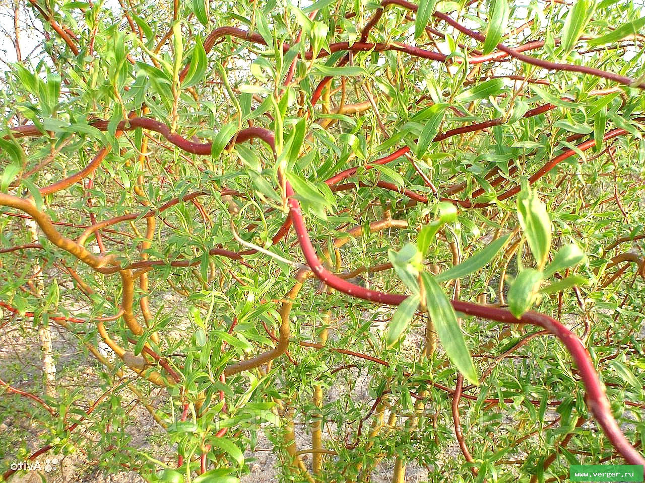Іва Мацудана (Salix matsudada 'Koidz')
