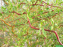 Іва Мацудана (Salix matsudada 'Koidz')