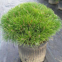 GreenWay Сосна горная Пумилио (Pinus mugo Pumilio) горшок 7,5 литра