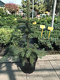 Ялина колюча блакитна Кейбаб (Picea Pungens Glauca Kaibab) h-40-60 см у горщику С3 л, фото 3