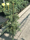 Ялина колюча блакитна Кейбаб (Picea Pungens Glauca Kaibab) h-40-60 см у горщику С3 л, фото 4